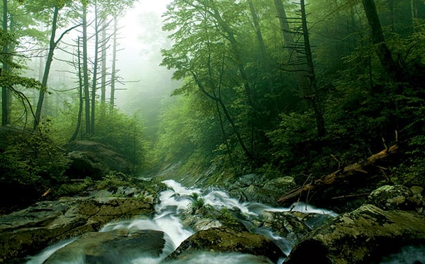 DC hiking. DC biking. Mountain streams rush over moss-covered rocks in Whiteoak Canyon. Photograph by Jerry Greer.