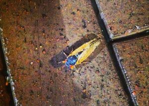 Photo Friday: Cicada Sighting