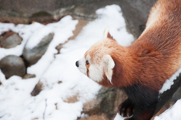 12102013-rusty.jpg - Washingtonian