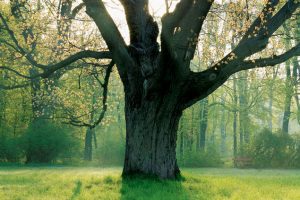 Something In the Air: Here’s What Really Makes Local Allergy Sufferers Miserable