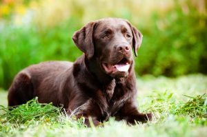 The World’s Largest Labrador Show Starts Tuesday in Frederick