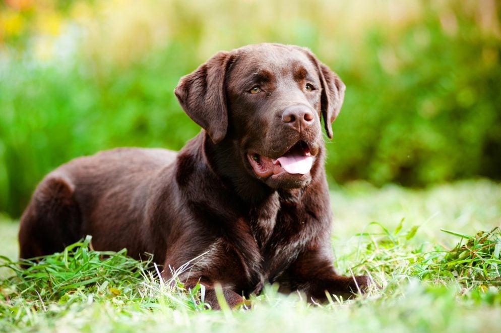 Best Dog Food For Shedding Lab Best Dog Food For Shedding Lab