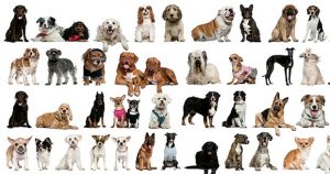 How Facebook Saved 700 Dogs