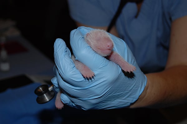 Baby Bao Bao's First Medical Exam