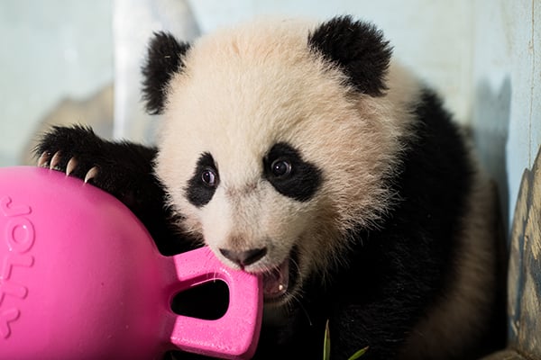 Bao Bao's New Toy