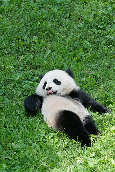 The Panda Life is the Good Life