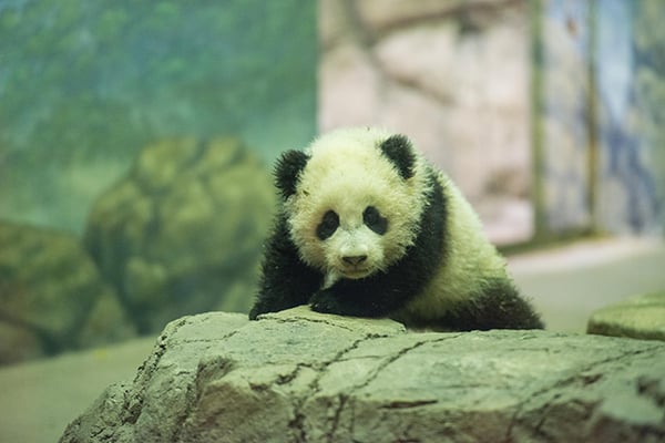 Bao Bao Strikes a Pose