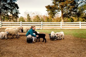 Herd Historian: Restocking Mount Vernon’s Barnyard With Rare Breeds