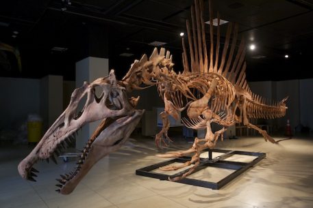 what is the biggest spinosaurus
