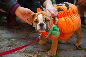 Photo Contest Winners: Halloween in Washington