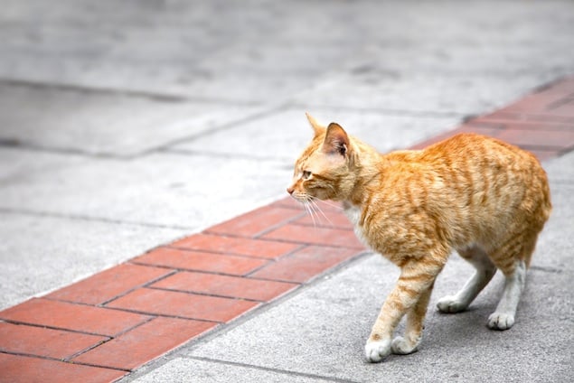 what can you do for a cat with a cold