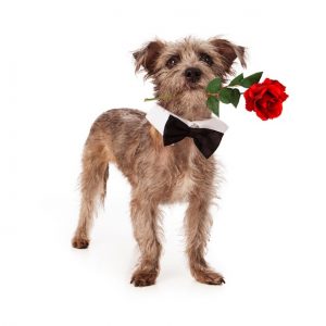 Pet-Friendly Events in Washington, November 1 to 8