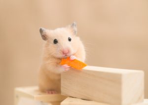 Hamsters Bartending, Pappy Jell-O Shots, and the Myth of Fried Green Tomatoes: Eating & Reading