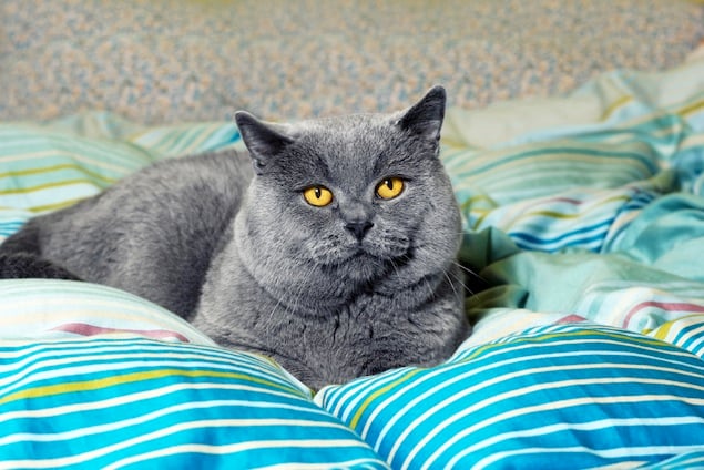 Ask A Vet Why Does The Cat Poop On The Bed Washingtonian