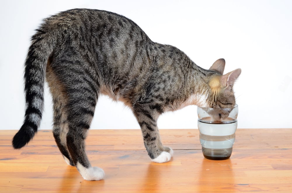53+ Cat drinking a lot of water but seems fine Best Cute Cat Photos