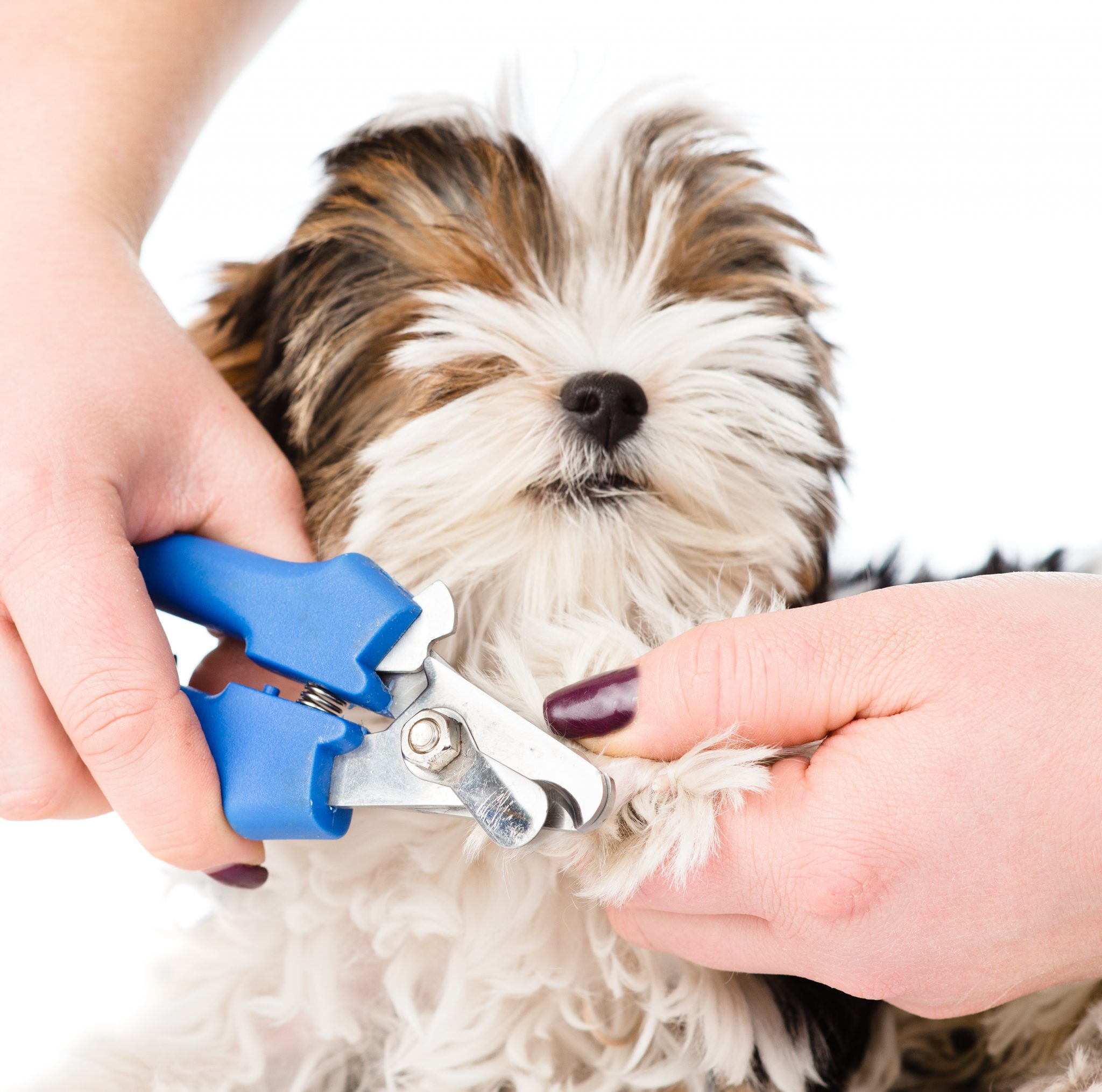 How Do I Cut My Dog's Nails Without Hurting Him? - Washingtonian