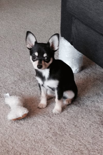 Hugo