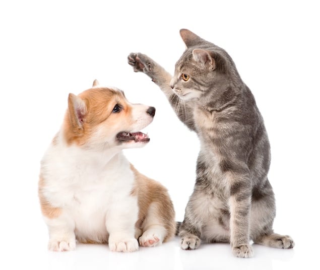 is cat poop dangerous to dogs