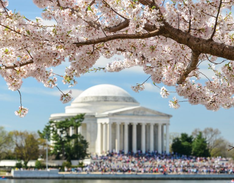 Cherry Blossoms at the Tidal Basin Washingtonian