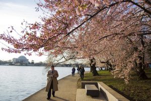 Cherry Blossom Peak Bloom Dates for 2015 Announced