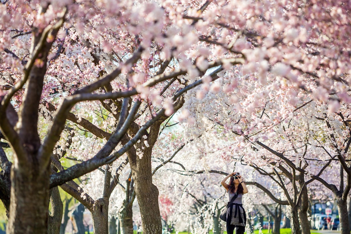 cherry blossom photos