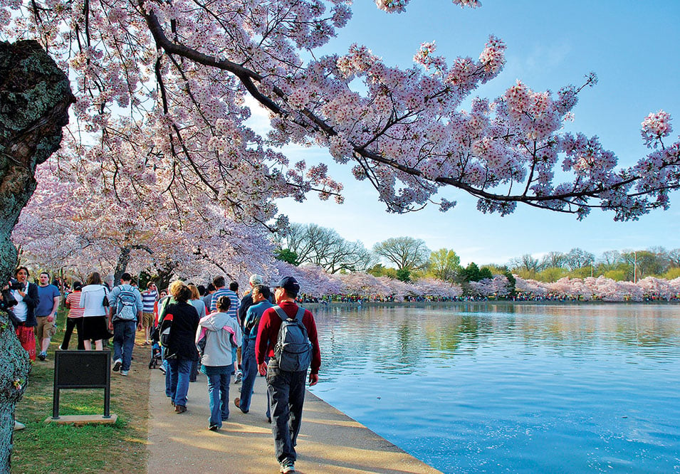 National Cherry Blossom Festival - Wikipedia