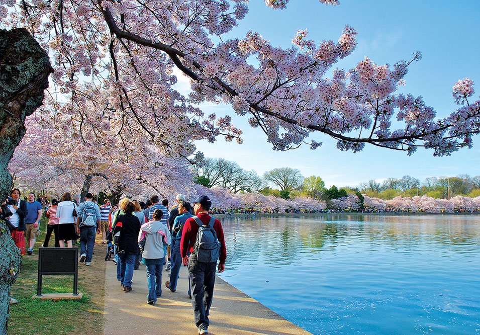 The Story Behind the National Cherry Blossom Festival Washingtonian