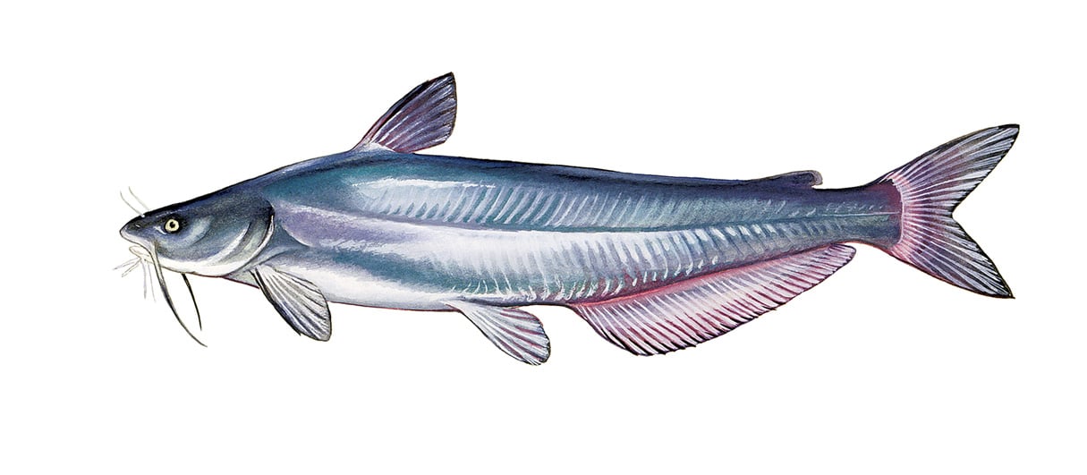 How Eating Blue Catfish Could Save the Chesapeake - Washingtonian