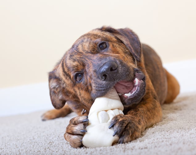 Can My Dog Eat Too Much Rawhide? - Washingtonian