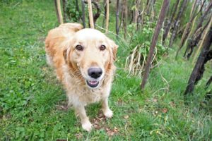 Where to Go with Your Dog this Weekend: 8 Chains North Winery