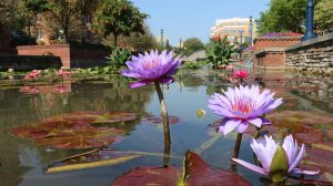 Check Out This Amazing Water Garden