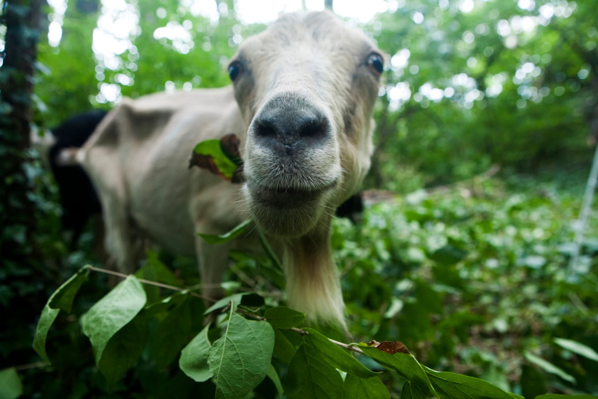 These Goats Are Cleaning Up Historic Congressional Cemetery