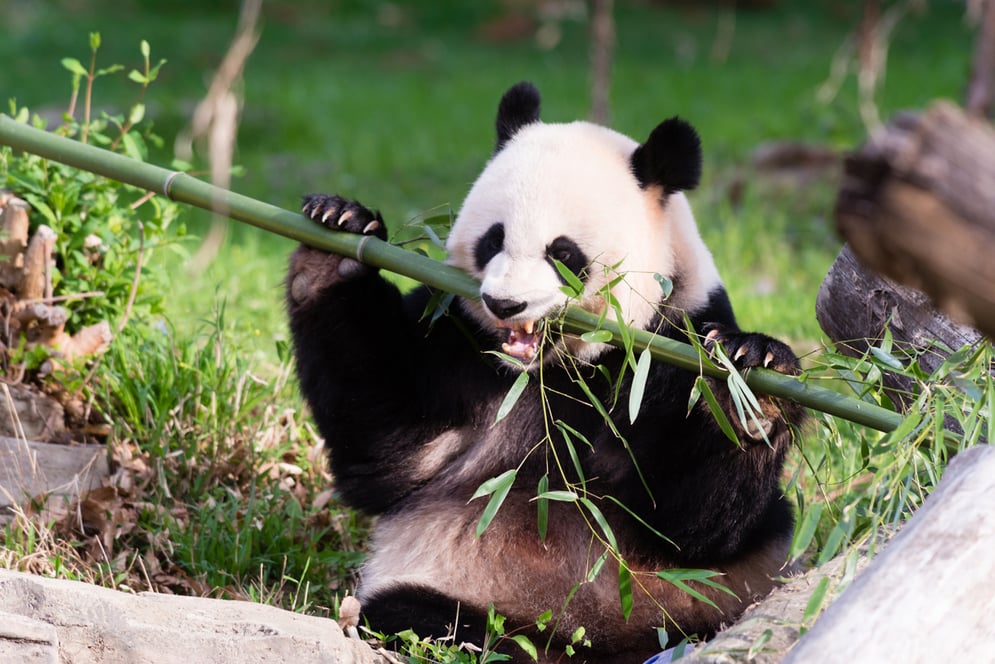 Panda bear Mei Xiang at the National Zoo. Photograph by Connor Padraic Mallon.