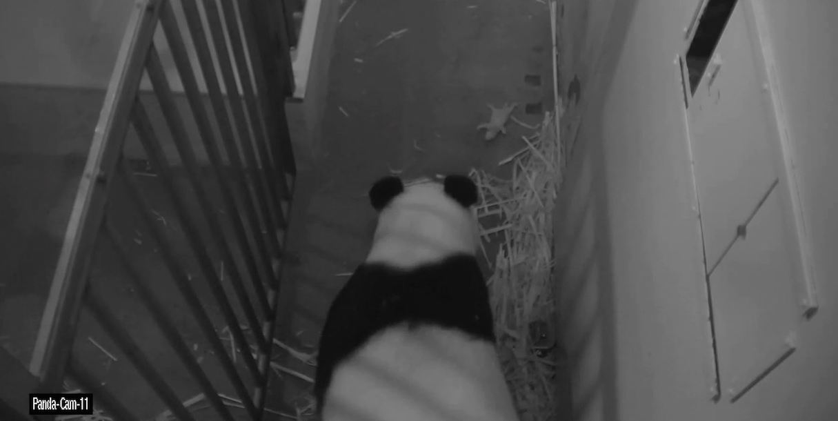 A Panda Skeptic S Guide To Panda Birth Washingtonian Dc