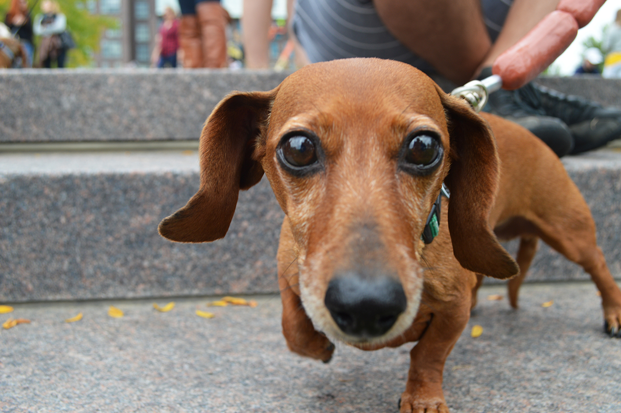 Photos: Dogs in Halloween Costumes at Parktoberfest’s Dachshund Dash