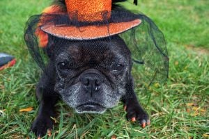 Puppies Will Wear Halloween Costumes This Weekend and You Don’t Want to Miss It