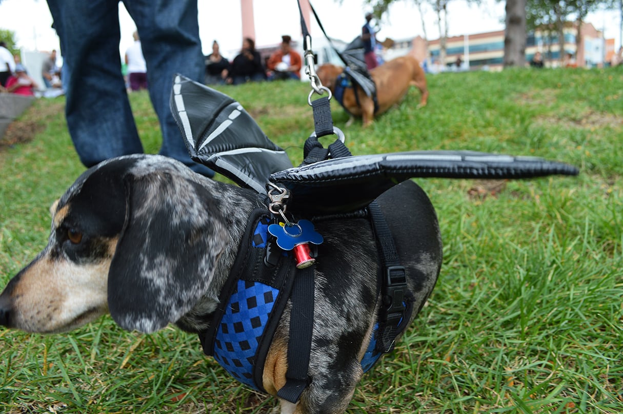 DSC_0398.jpg - Washingtonian Bat-dog to the rescue!