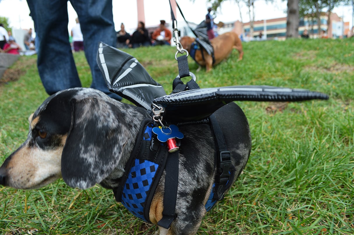 Bat-dog to the rescue!