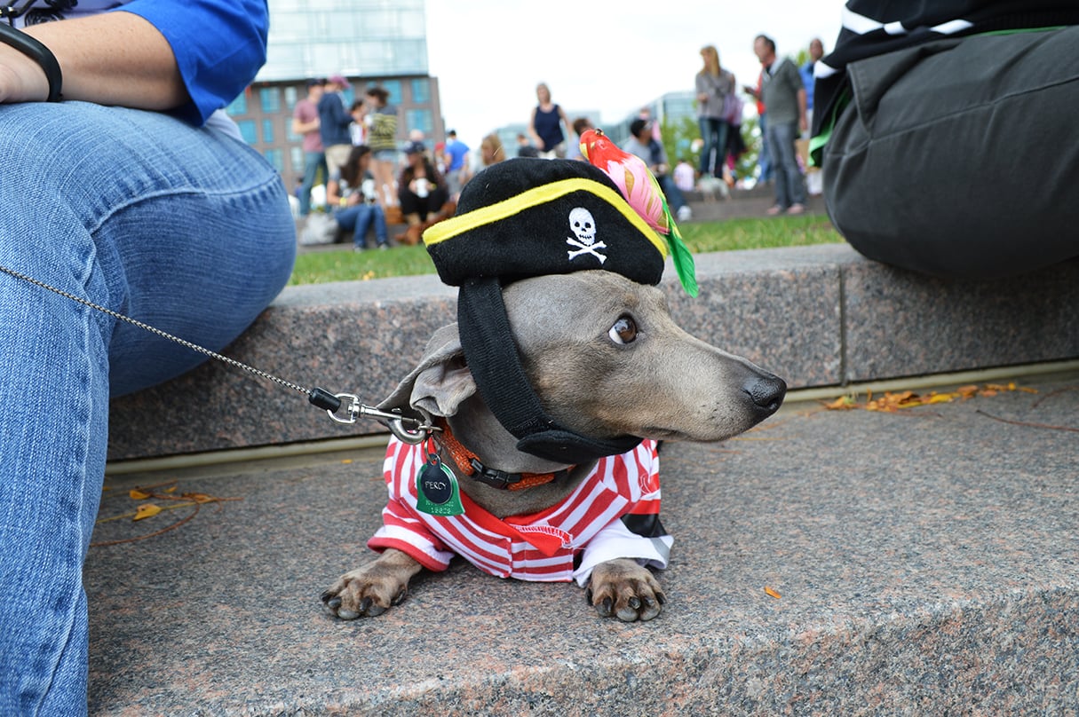 This handsome little guy gives Johnny Depp a run for his money.