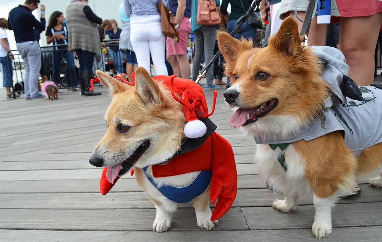 DSC_0452.jpg - Washingtonian Lobster corgi and Frankenweenie.