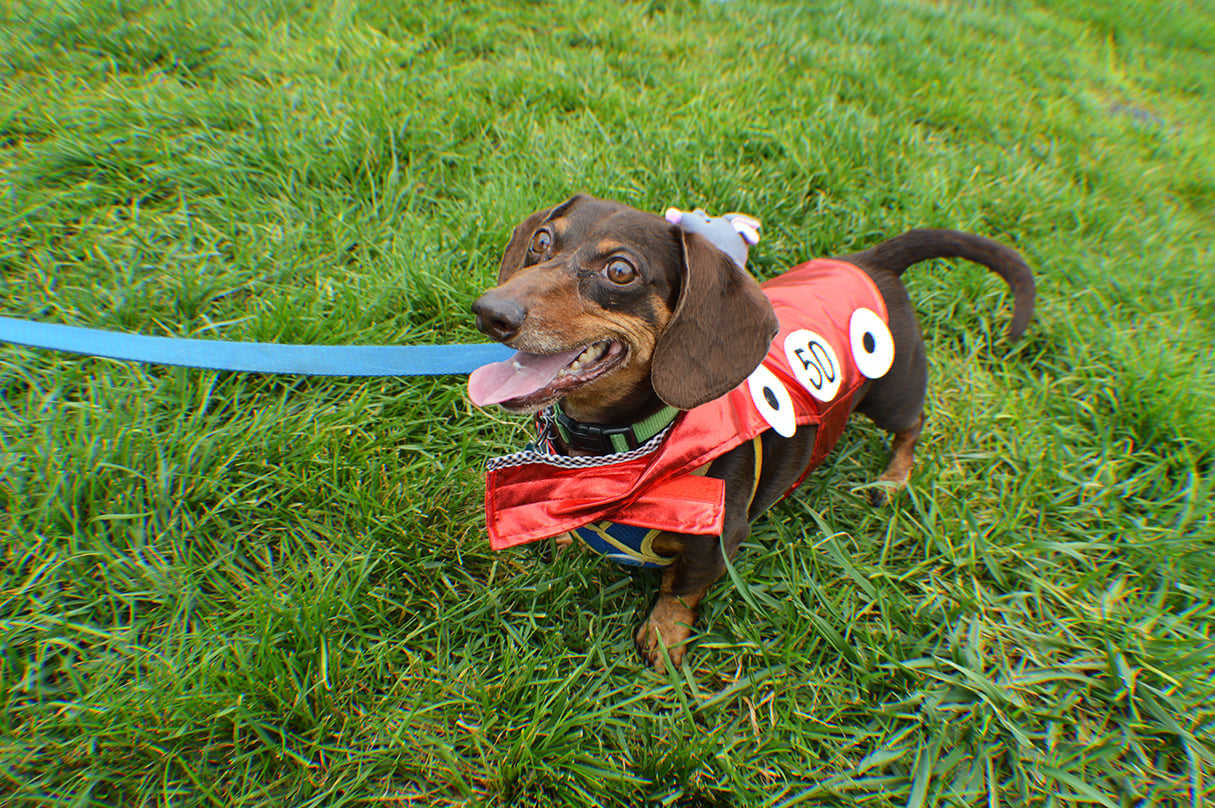 parktoberfest-DSC_0113.jpg - Washingtonian parktoberfest-DSC_0113.jpg