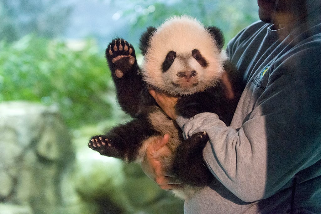 Adorable Bear Makes Media Debut