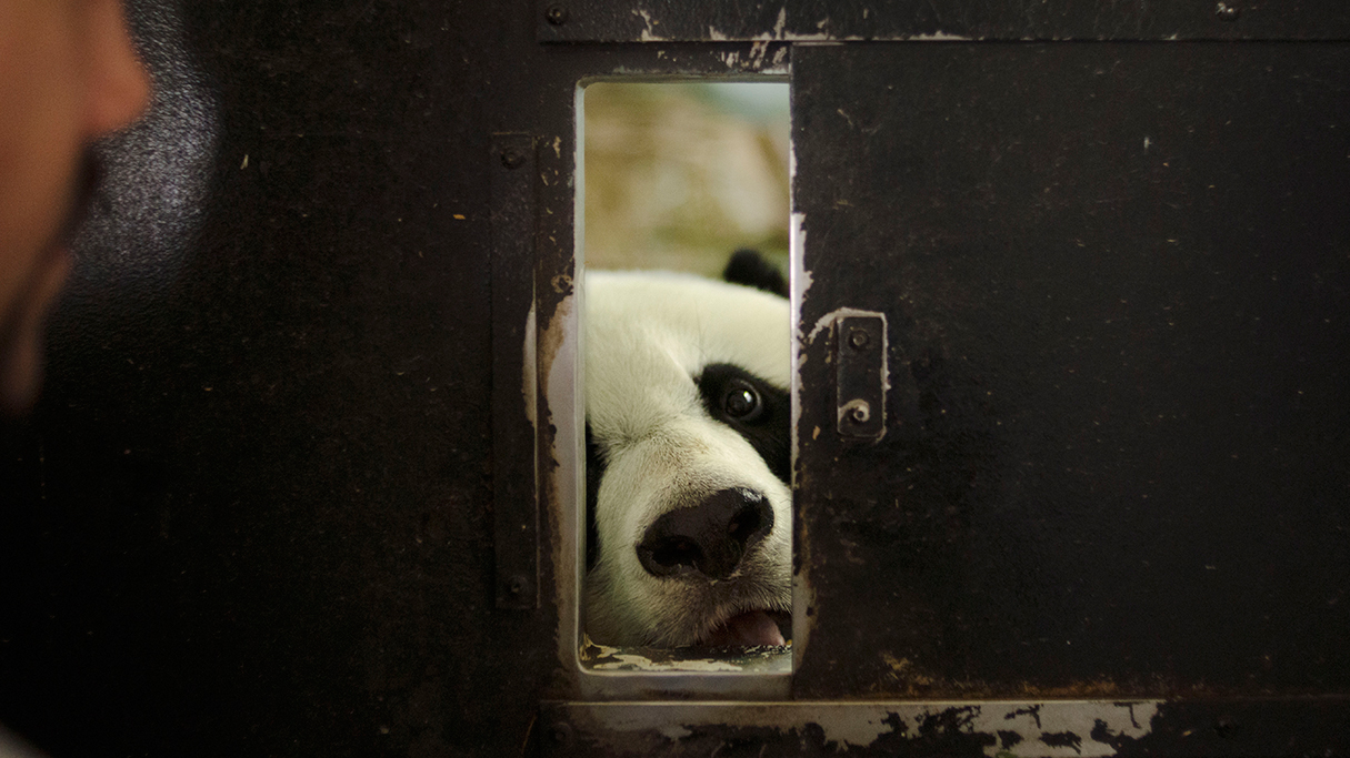 A Day in the Life of a Baby Panda