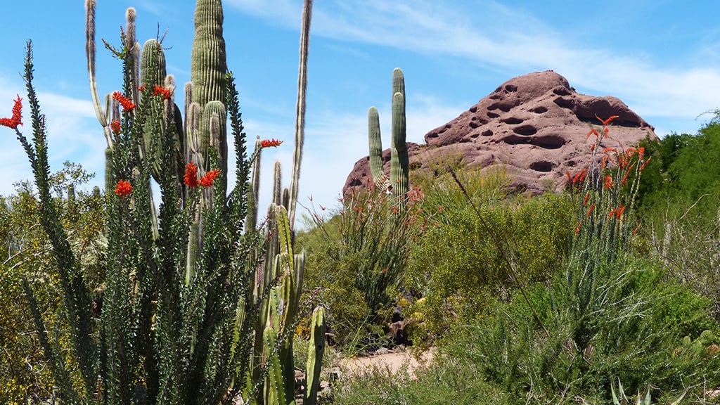 traveldestinationsdaytrips_phoenixarizona - Washingtonian Desert flora at Phoenix’s Papago Park. Photograph by Cindy McDaniel.