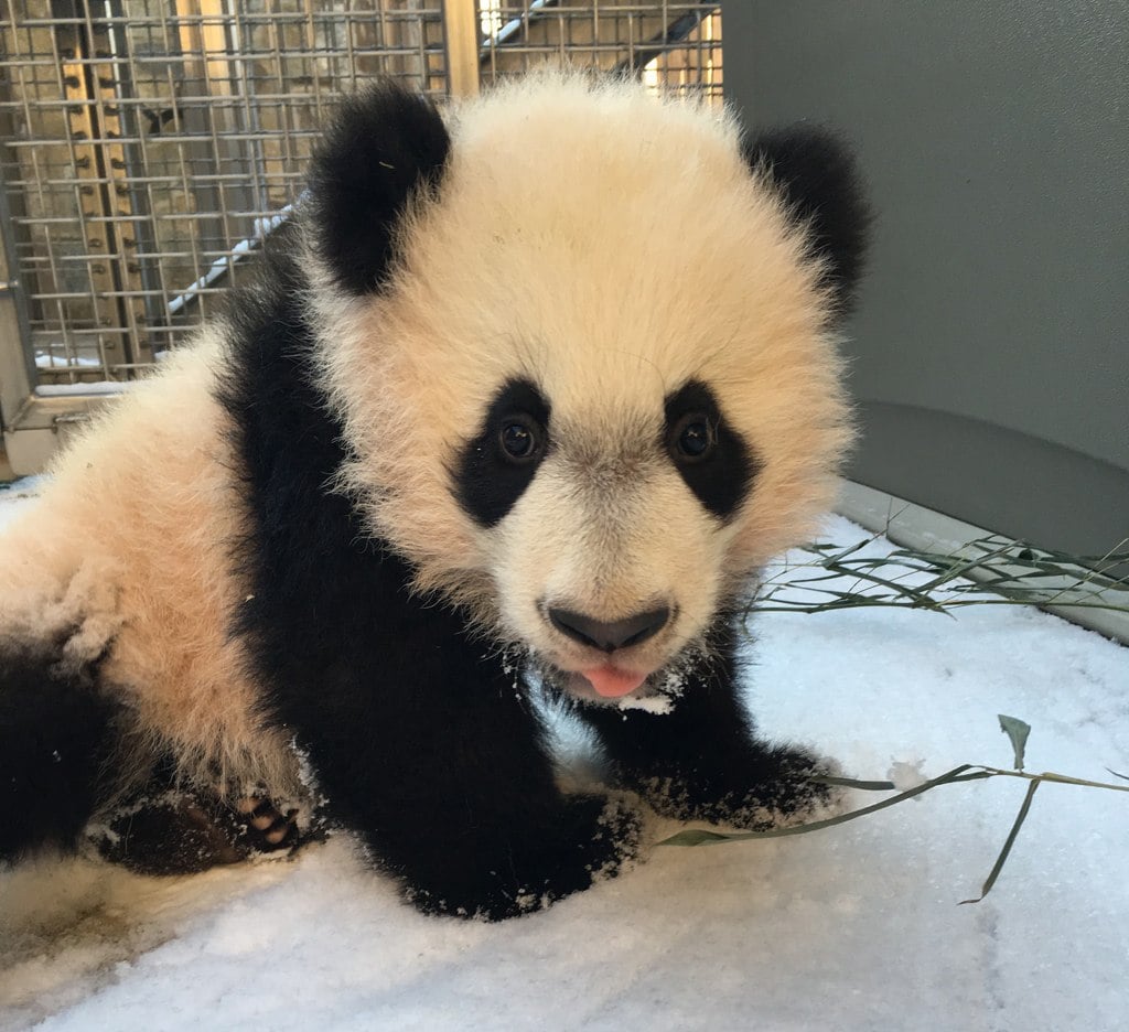 Baby panda Bei Bei in the snow at the National Zoo in Washington, DC.