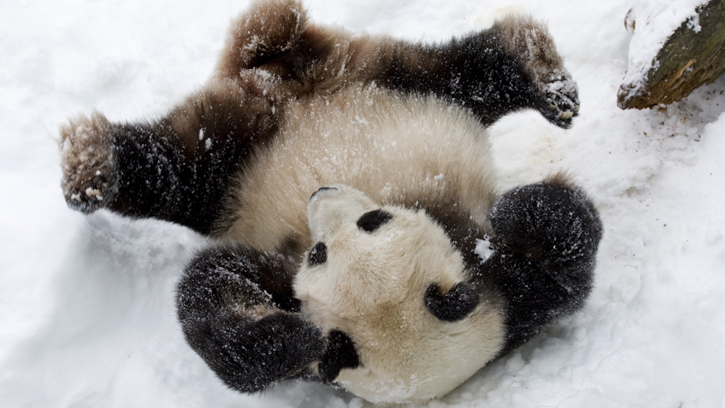 Tian Tian - Washingtonian