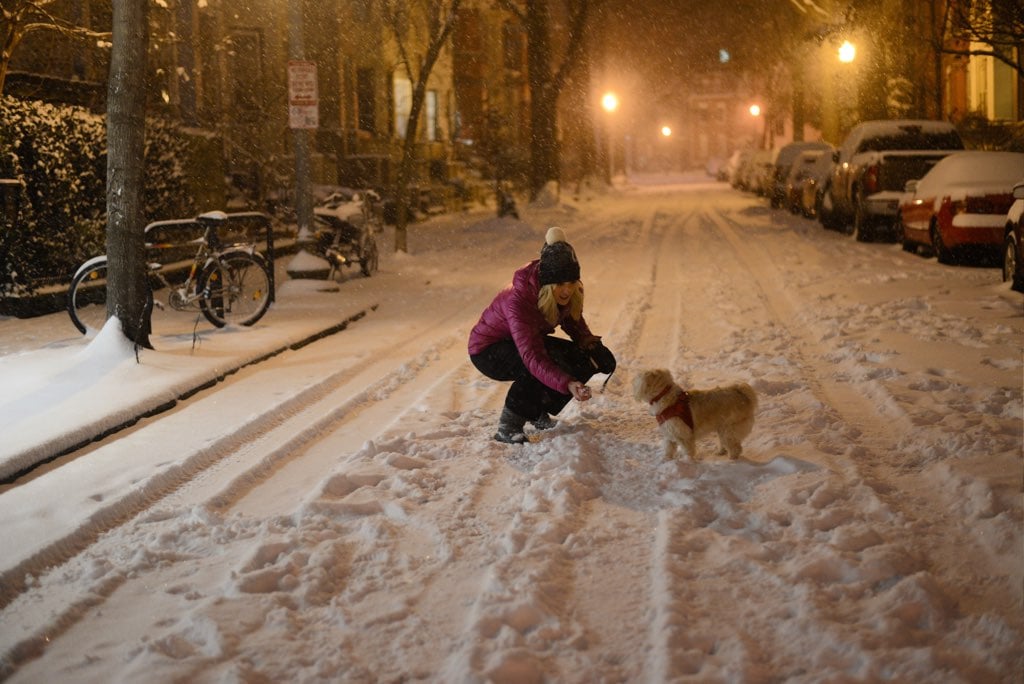 A dog in the snow in Washington, DC. 