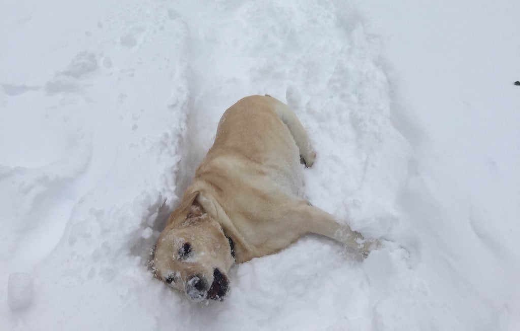 This looks like a top 10 moment of this dog's life. Photo courtesy of Ryan Laychak.