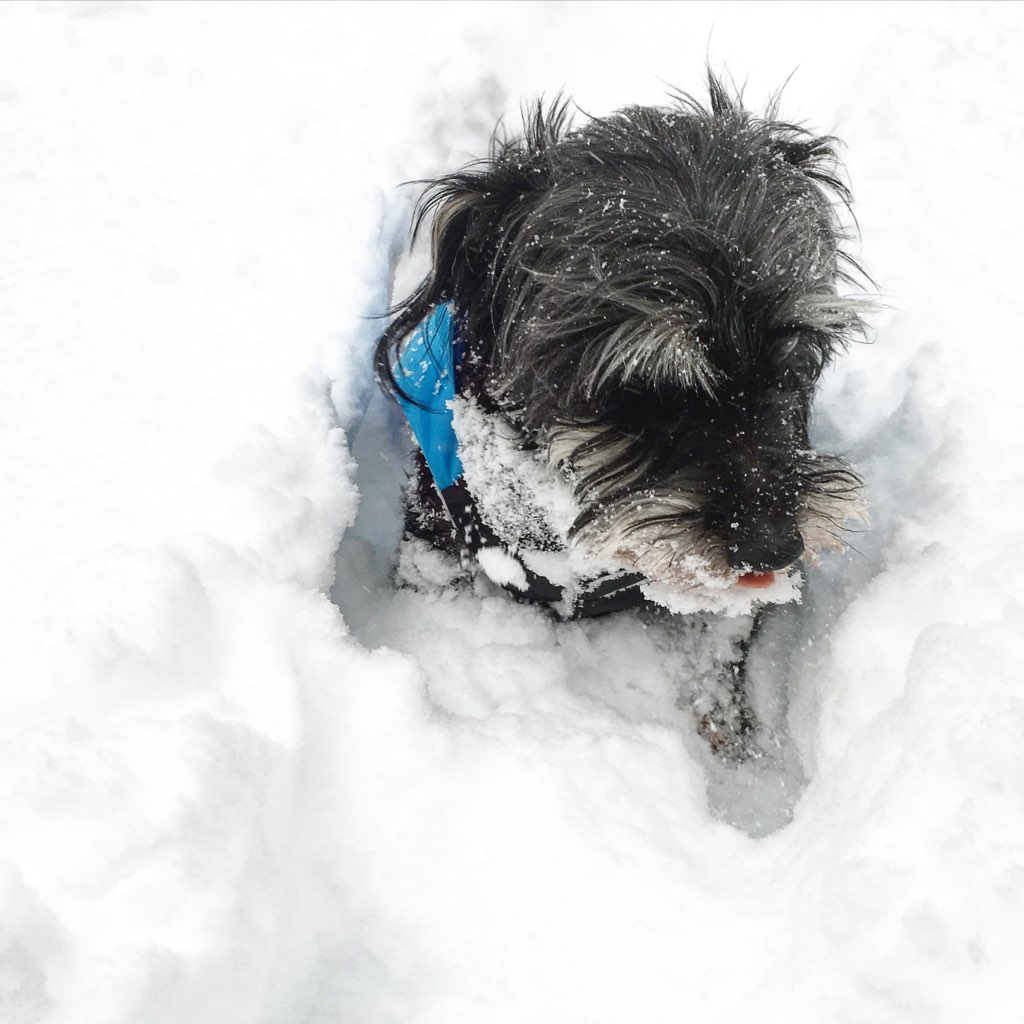 George of Glover Park is rethinking his exuberance. Photograph courtesy of Melissa Neuman. 