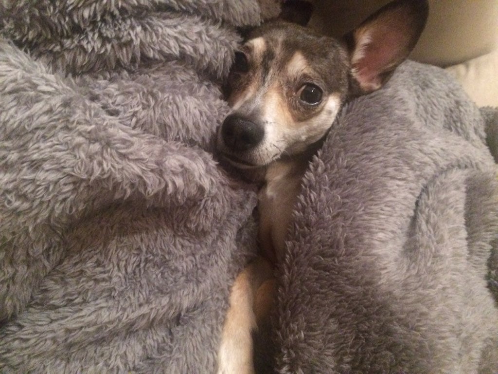 Zoey needed extra blanket snuggles after she got back in. Photo courtesy of Molly Schweickert. 